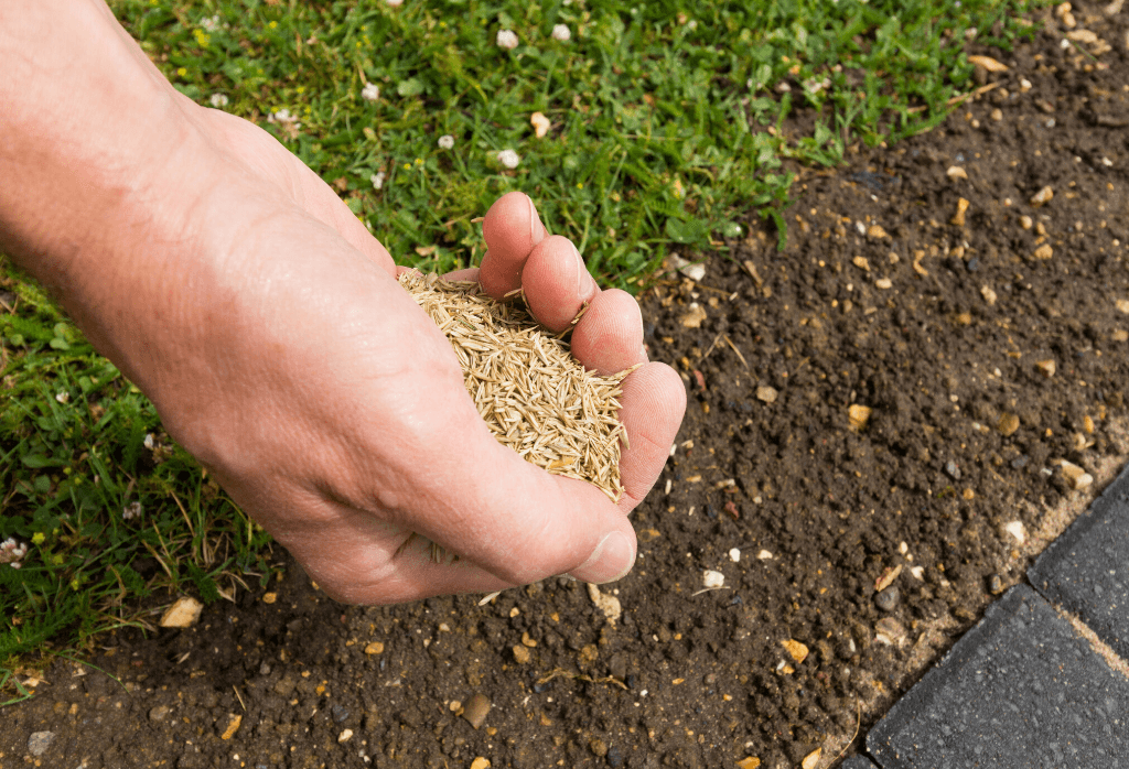 Overseeding vs. Planting Grass Seed
