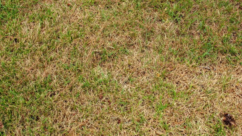 Dead Grass