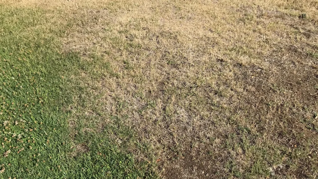Grass Dying