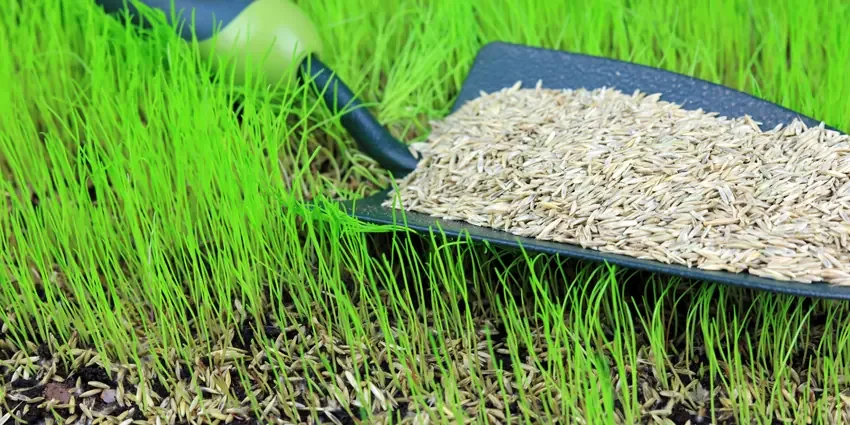 Grass Seed