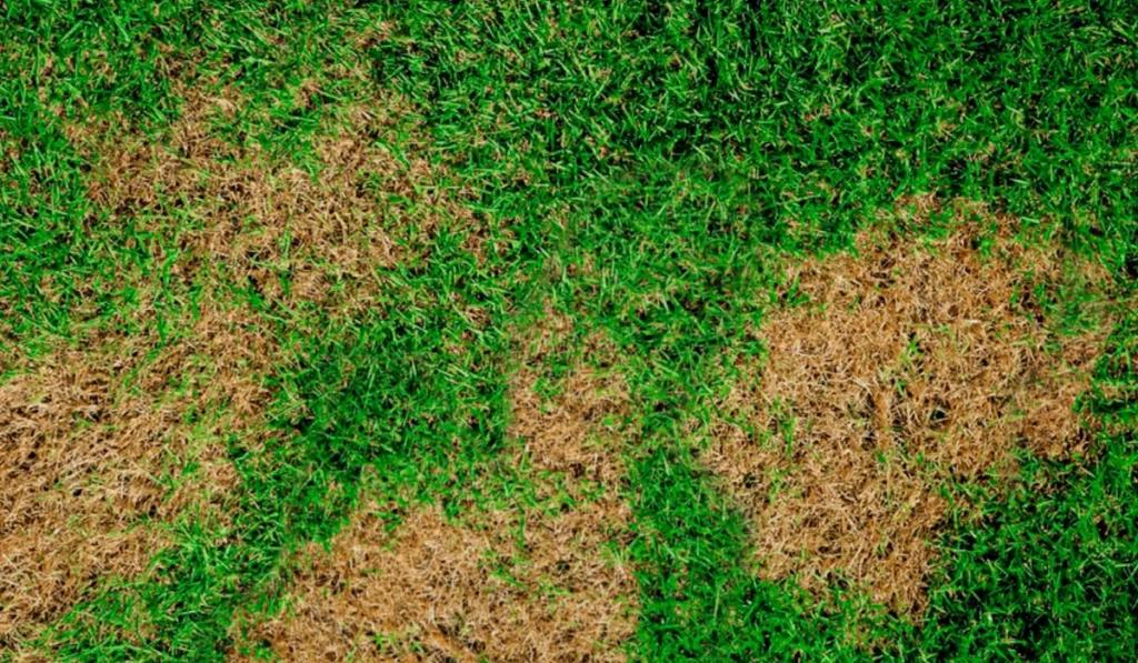 Lawn Fungus
