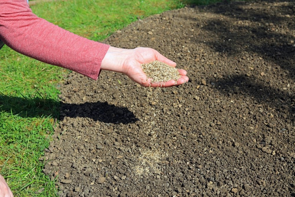 Sow Grass Seed