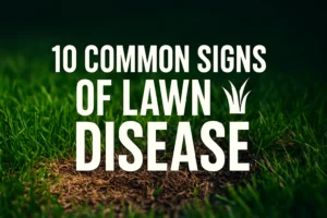 10 Common Signs of Lawn Disease