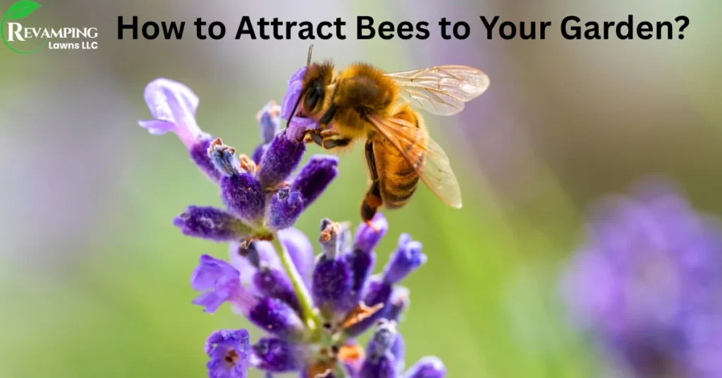 How to Attract Bees to Your Garden