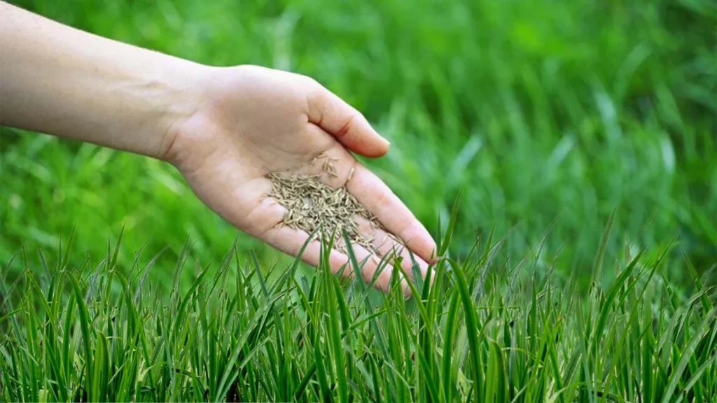 Planting Grass Seed