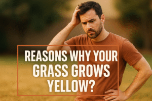 grass grows yellow