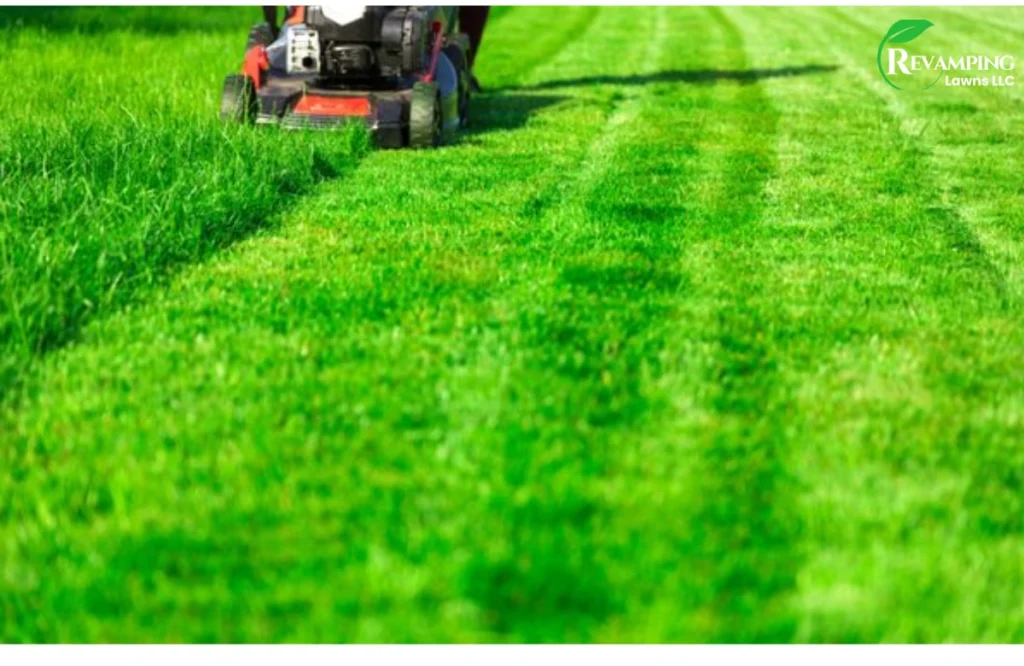 Best Lawn Care