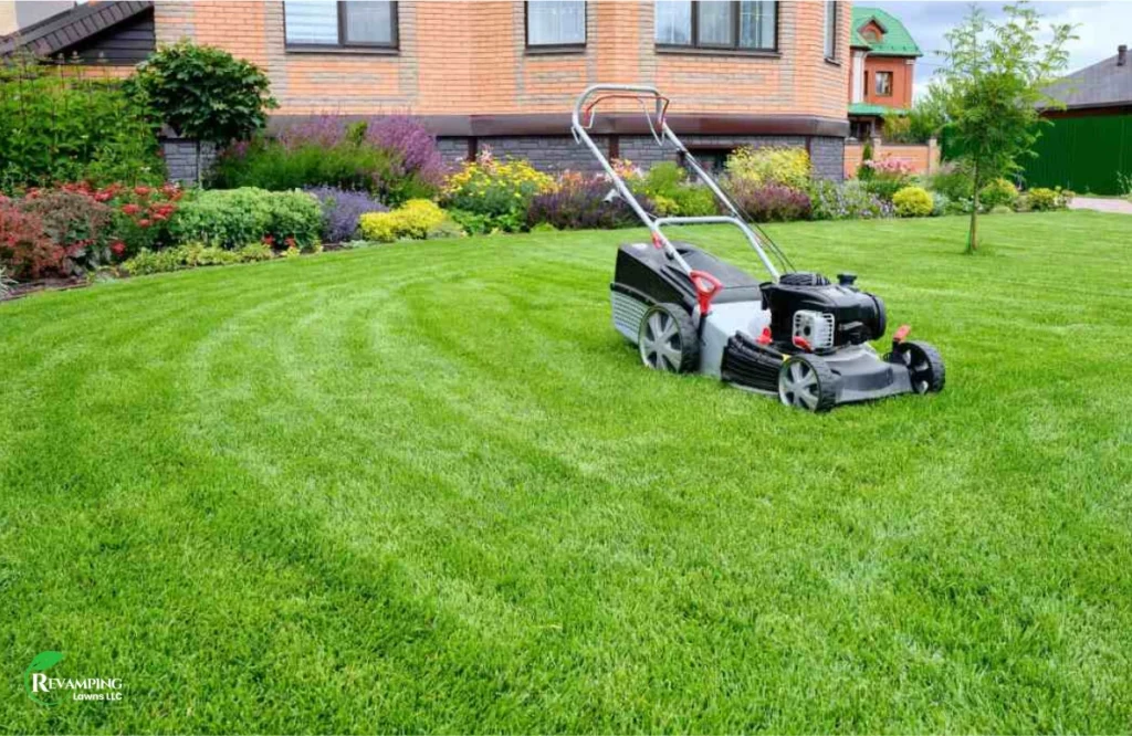 Best Practices for Winter Lawn Care 