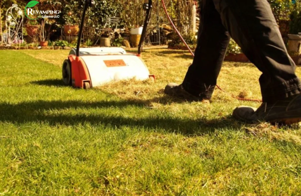 Best Ways to Remove Thatch in Your Lawn 