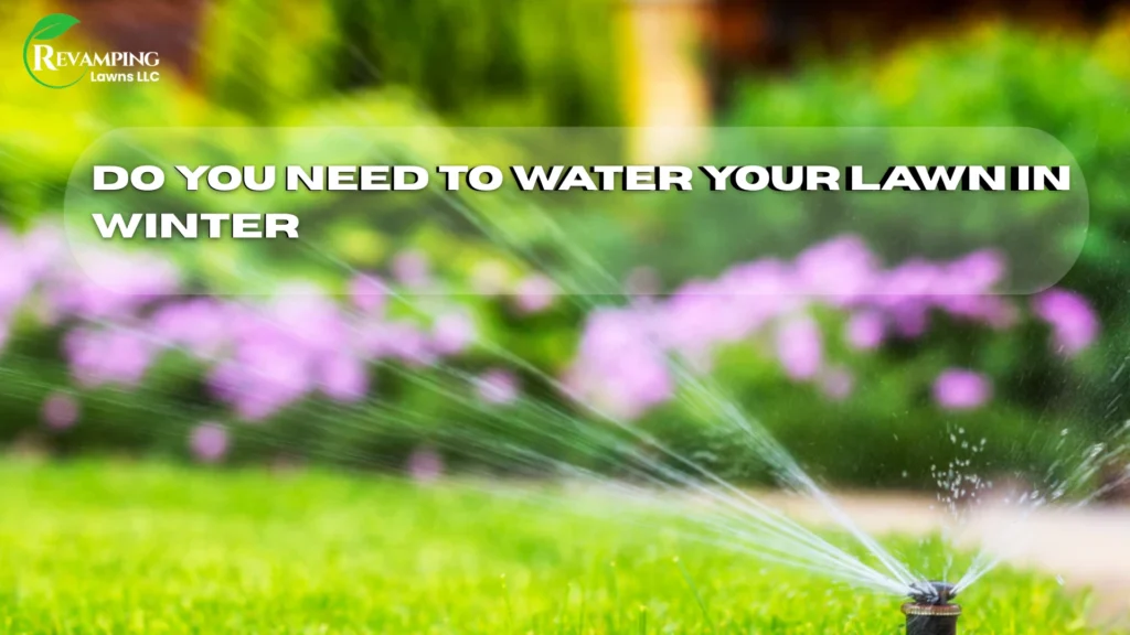 Do you need to water your lawn in winte