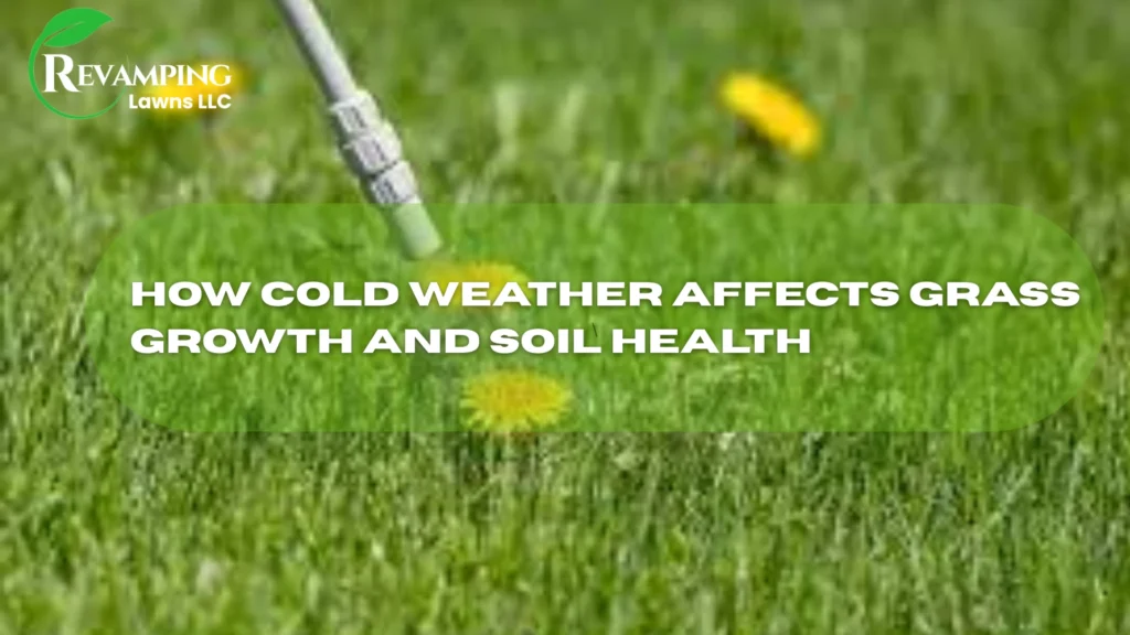 How Cold Weather Affects Grass Growth and Soil Health