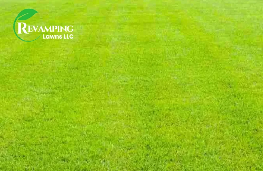 How and When to Apply Lime to Your Lawn 