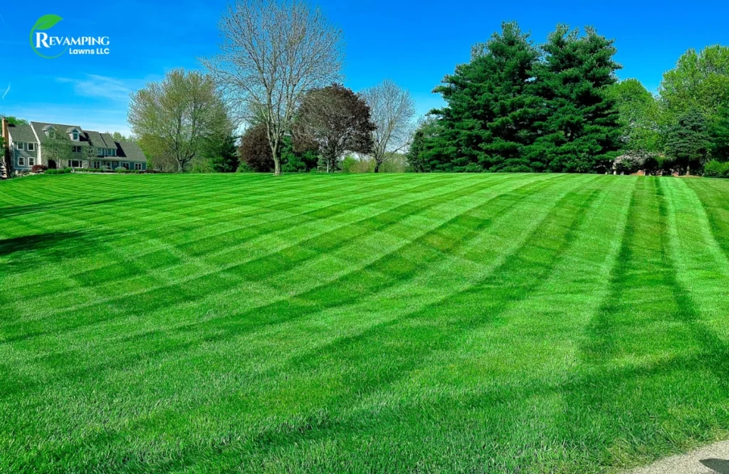 Lawn Health