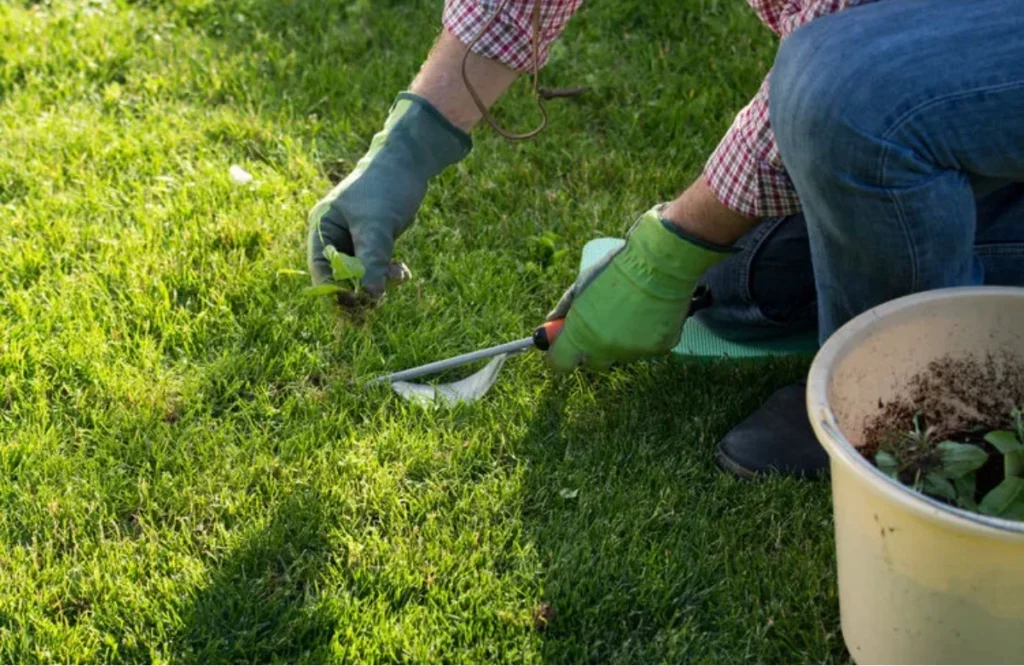 Lawn Soil Problems and Solutions