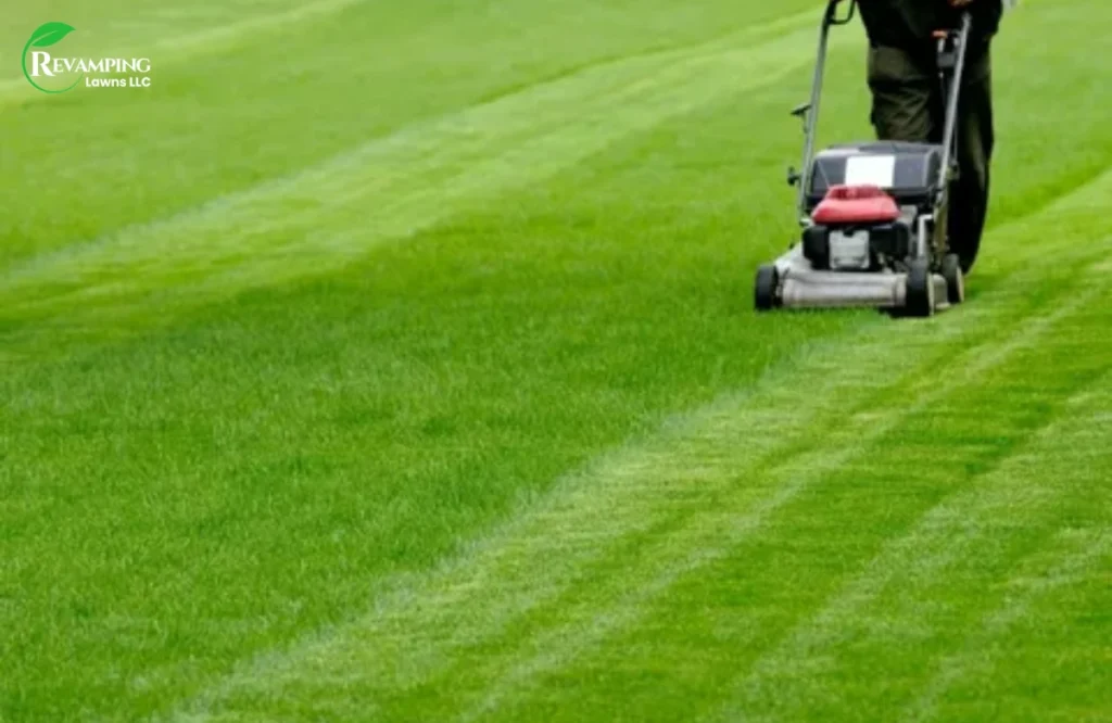 Natural Lawn Maintenance