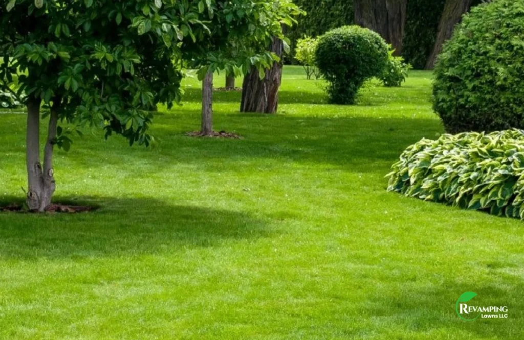 Organic Lawn Care