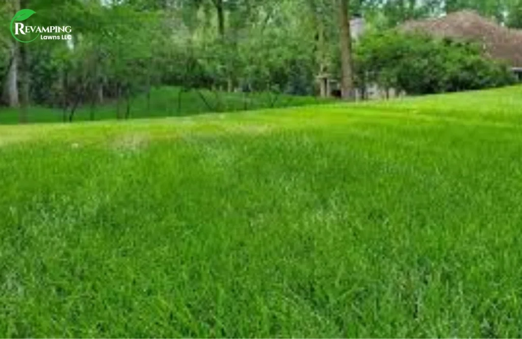 The Role of Dormancy in Lawn Health