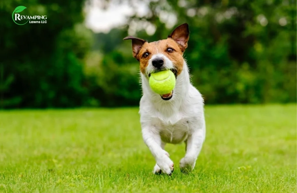 Why You Need Pet-Safe Lawn Care