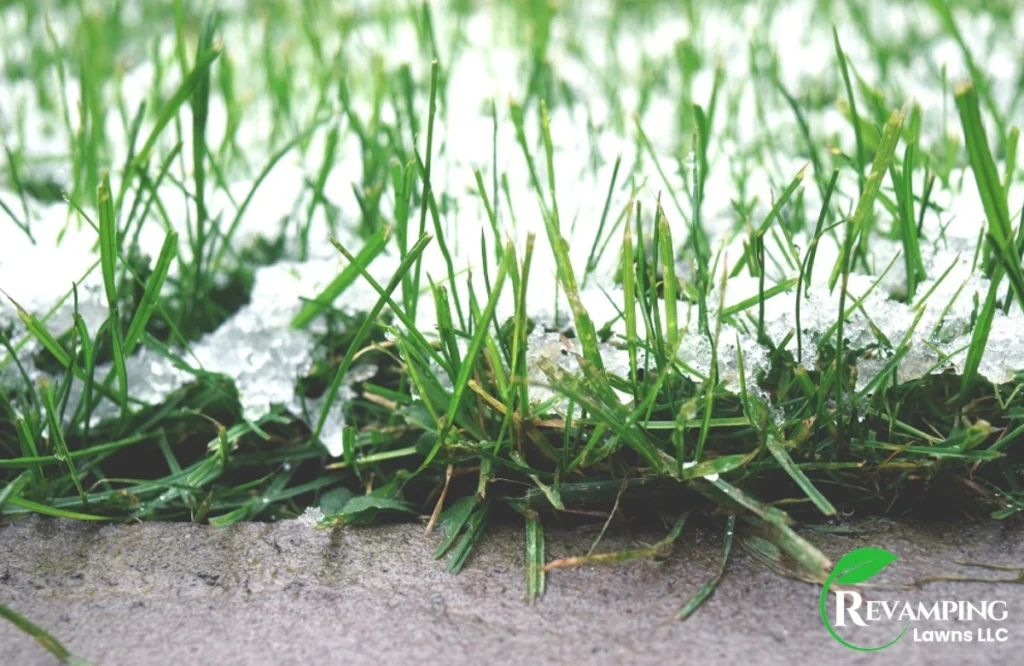 what Happens to Grass in Cold Weather