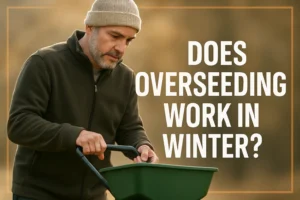 Does Overseeding Works in winter