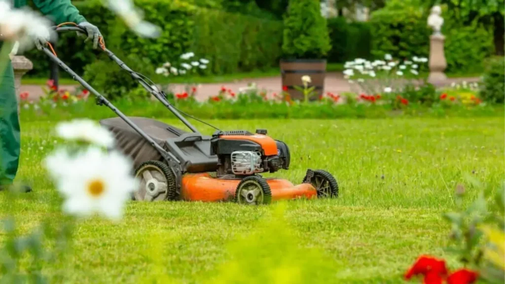 Identifying Grass is Important for Lawn Care