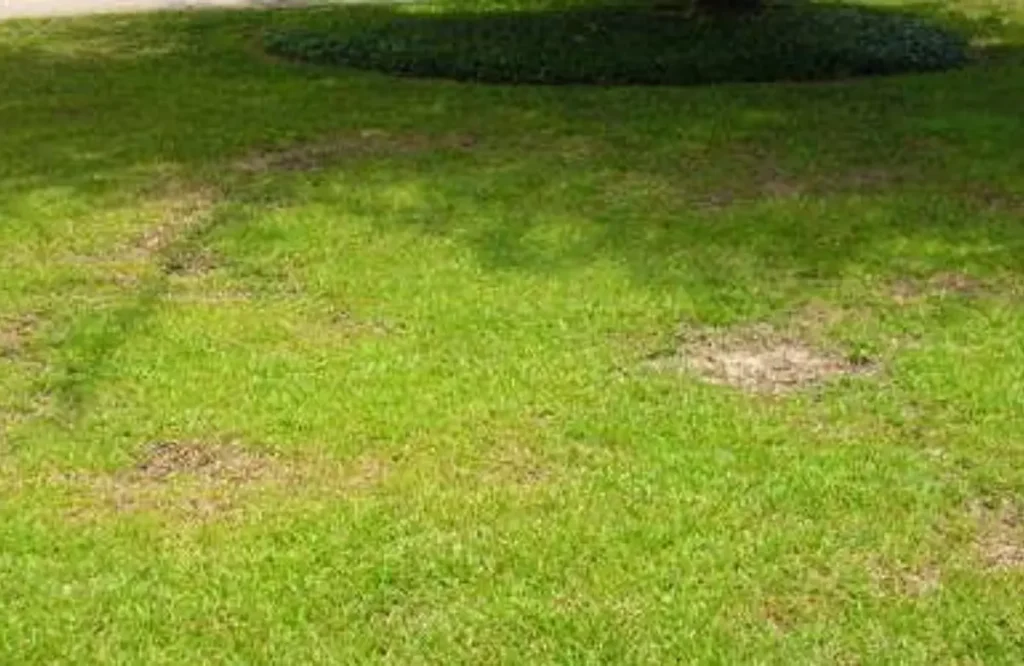Lawn Diagnosis Matters 