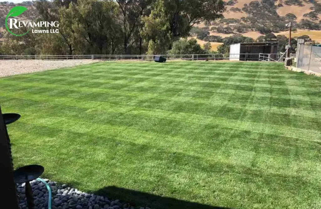 Understanding Lawn Leveling and Top Dressing