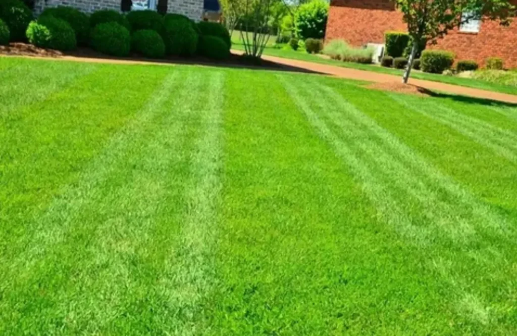 level and Top Dress a bumpy Lawn